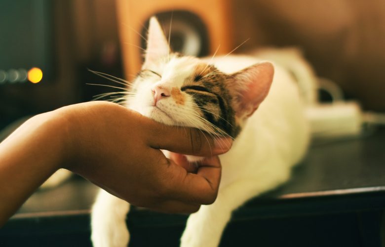 Chat qui ronronne lorsque son maître le caresse