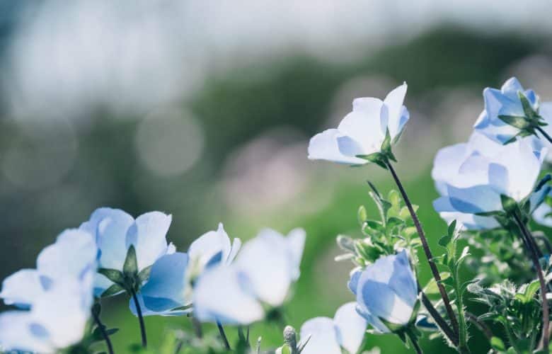 Plantes bien-être